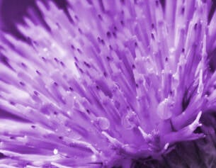 1.3% Hyaluronic Acid