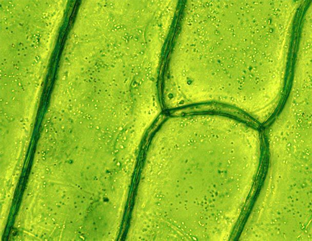 ceramides
