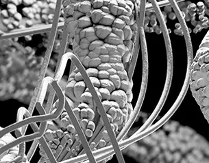 Cellulose