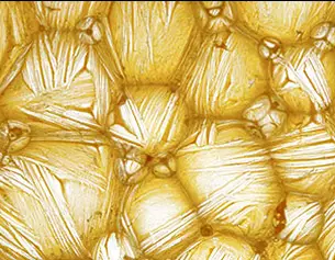 Beta Glucan