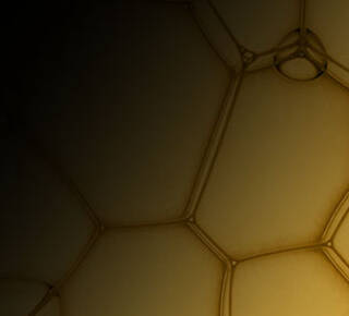 Phloretin