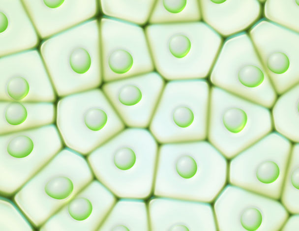 algae extracts