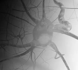 Neuropeptides Hero Image