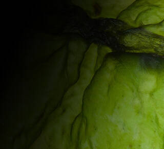 Antioxidant