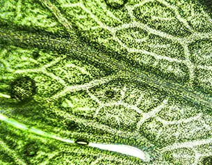 2.0% Licorice Root Extract (dipotassium glycyrrhizate) + 0.2% Purple Rice Extract